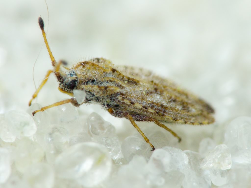 Lasiacantha capucina (Germar, 1837)